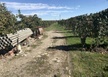 foto 03 - Agricultural land Carpi - photo 3