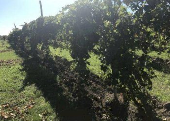 foto 04 - Agricultural land Carpi - photo 4