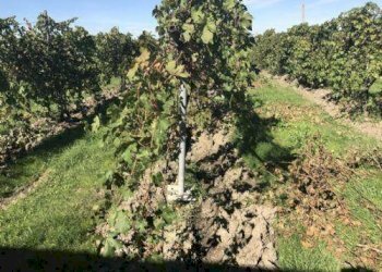 foto 08 - Agricultural land Carpi - photo 8