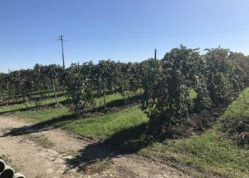 foto 15 - Agricultural land Carpi - photo 15