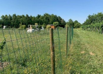 img 8001 - Terreno agricolo via CARLO MARX 170, Carpi - foto 7