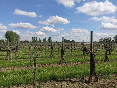 foto - Terreno agricolo via CERVELLIERA, Rolo - foto 1