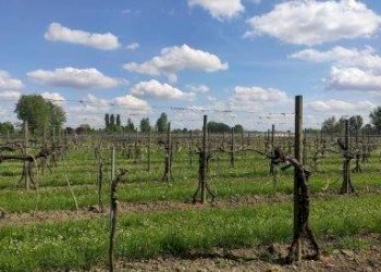 foto - Terreno agricolo via CERVELLIERA, Rolo - foto 1