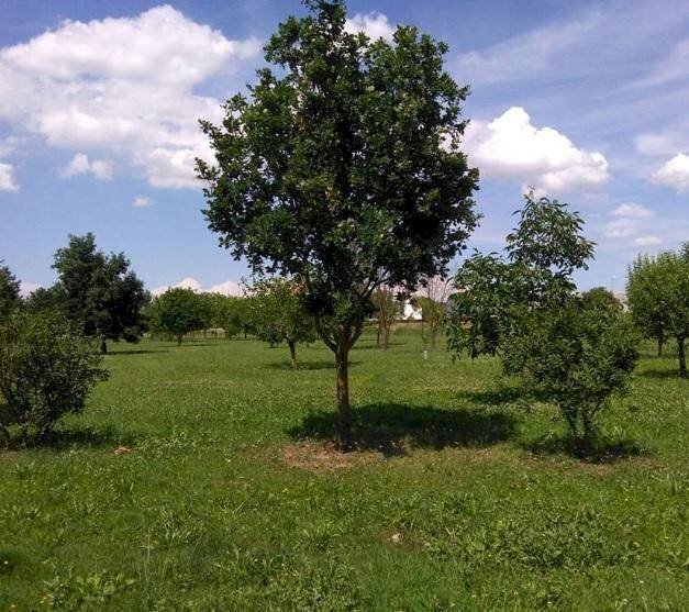 immagine - Terreno edificabile via MARZABOTTO, Carpi - foto 1