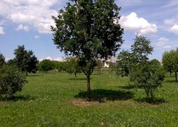 immagine - Terreno edificabile via MARZABOTTO, Carpi - foto 1