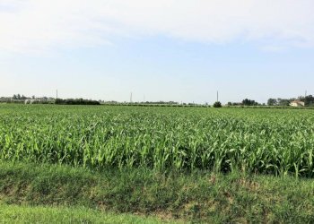 img 20230623 wa0060 - Rustico via BORSARA, Bomporto - foto 3