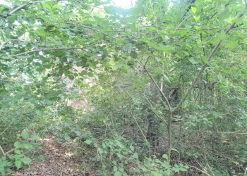 img 20230623 wa0064 - Rustico via BORSARA, Bomporto - foto 7