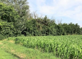 img 20230623 wa0061 - Rustico via BORSARA, Bomporto - foto 8