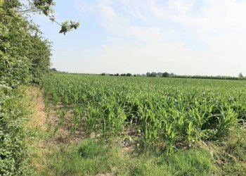 img 20230623 wa0066 - Rustico via BORSARA, Bomporto - foto 10