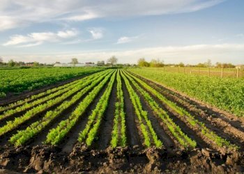 foto terreno - Terreno agricolo via IMPERIALE, Soliera - foto 1
