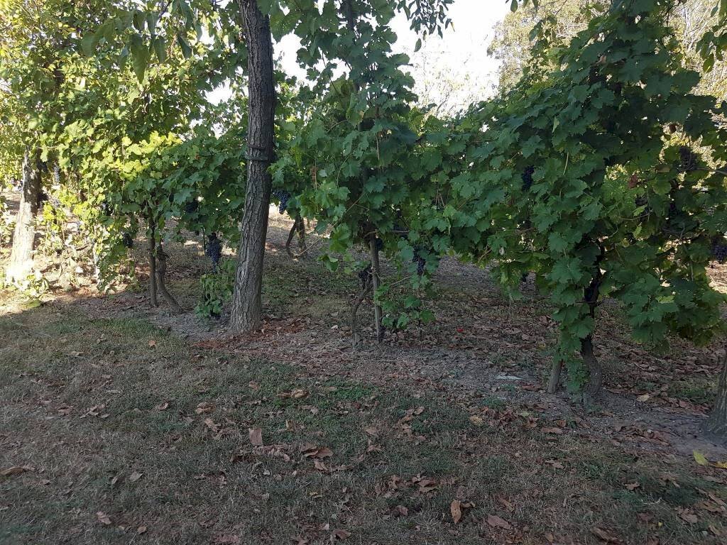 Negozio Svoto Cattania, Carpi - foto 2