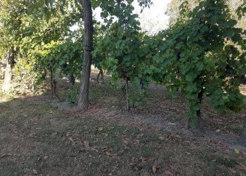 Negozio Svoto Cattania, Carpi - foto 2