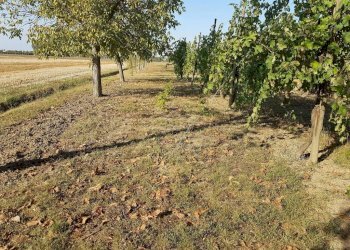 Negozio Svoto Cattania, Carpi - foto 7