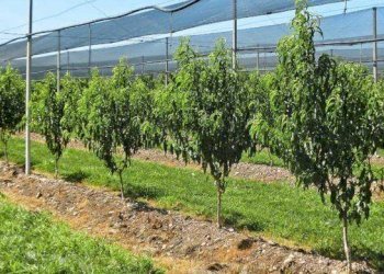 pesco frutteto 853x390 - Agricultural land Carpi - photo 1