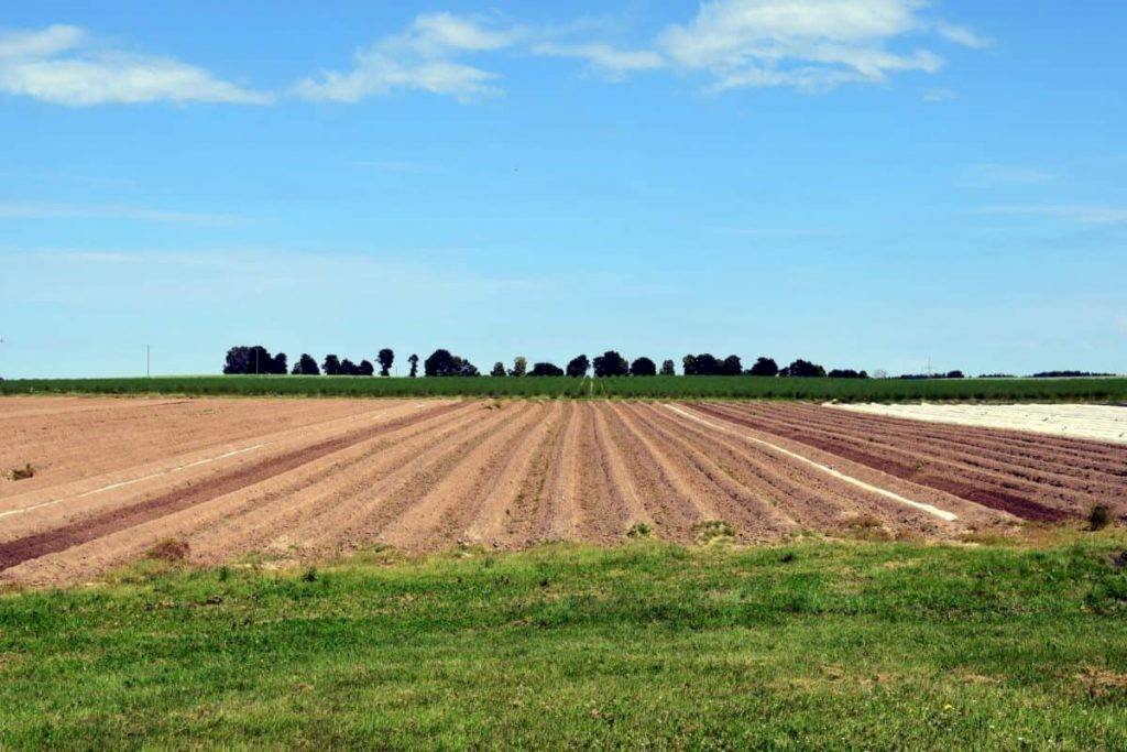 cose un terreno agricolo 1024x683 - Terreno agricolo strada PROVINCIALE, Novi di Modena - foto 1