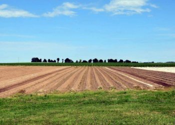 cose un terreno agricolo 1024x683 - Terreno agricolo strada PROVINCIALE, Novi di Modena - foto 1