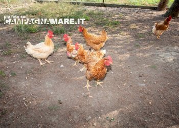 Casa indipendente corso matteotti, Jolanda di Savoia - foto 14