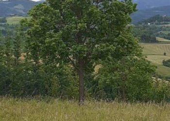 Terreno - Terreno edificabile Ponte dell'Olio - foto 5