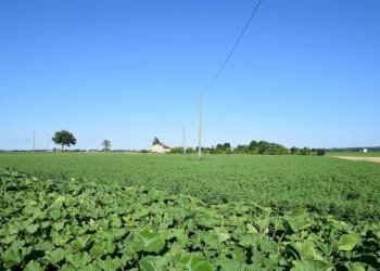 Terreno - Rustico Carpaneto Piacentino - foto 13