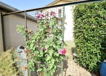 Giardino - Villa San Giorgio Piacentino - foto 12