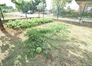 Giardino - Villa San Giorgio Piacentino - foto 1