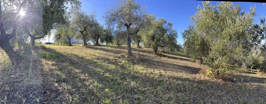 Terreno agricolo Saludecio - foto 1