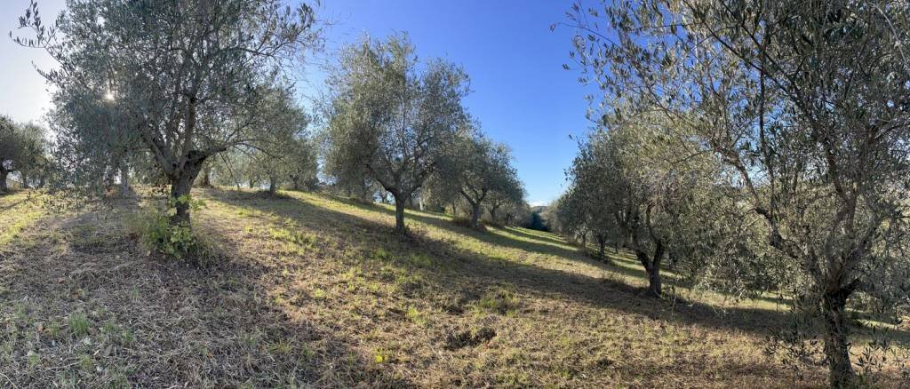 Terreno agricolo Saludecio - foto 2