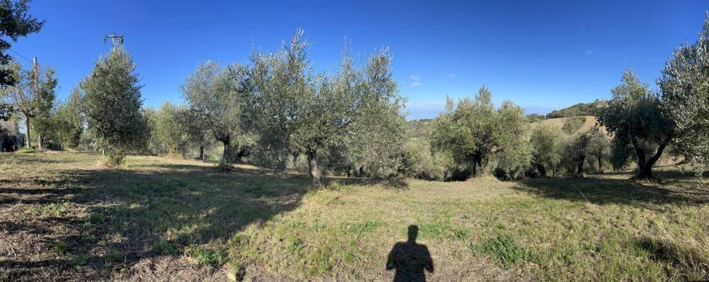 Terreno agricolo Saludecio - foto 3