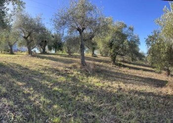 Terreno agricolo Saludecio - foto 1