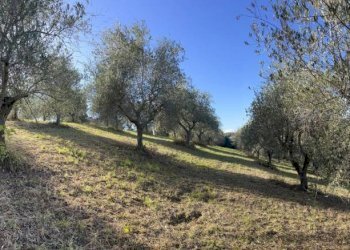 Terreno agricolo Saludecio - foto 2