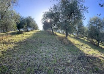 Terreno agricolo Saludecio - foto 5