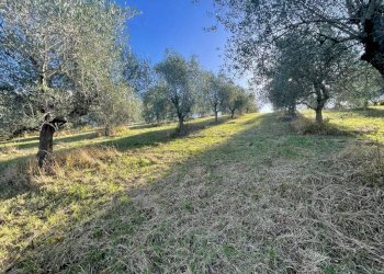 Terreno agricolo Saludecio - foto 7