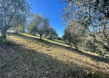 Terreno agricolo Saludecio - foto 9