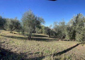 Terreno agricolo Saludecio - foto 10