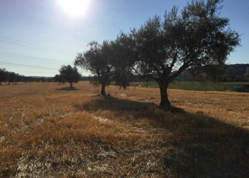 Rustico Montefiore Conca - foto 11