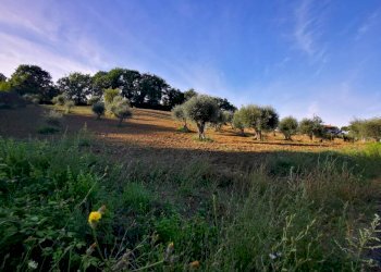 Capannone via San Pietro, Gemmano - foto 10