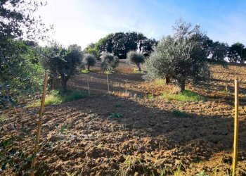 Capannone via San Pietro, Gemmano - foto 11