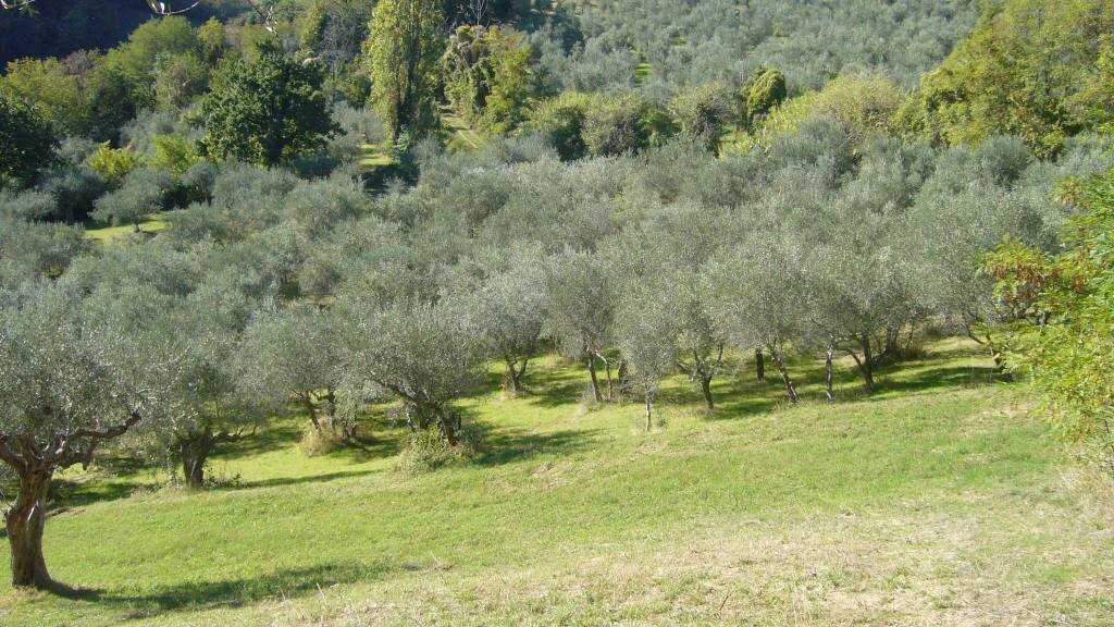 Terreno agricolo via Valdifranco, Montefiore Conca - foto 2