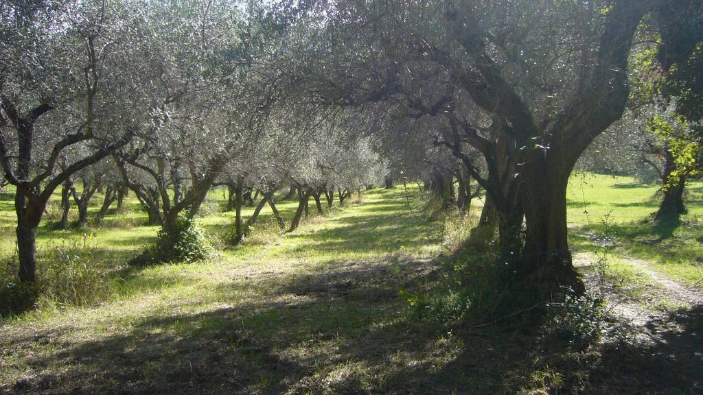 Terreno agricolo via Valdifranco, Montefiore Conca - foto 3