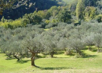 Terreno agricolo via Valdifranco, Montefiore Conca - foto 1