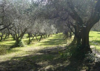 Terreno agricolo via Valdifranco, Montefiore Conca - foto 3