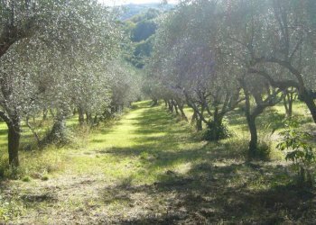 Terreno agricolo via Valdifranco, Montefiore Conca - foto 4