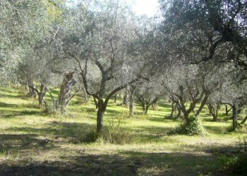 Terreno agricolo via Valdifranco, Montefiore Conca - foto 7