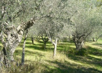 Terreno agricolo via Valdifranco, Montefiore Conca - foto 8