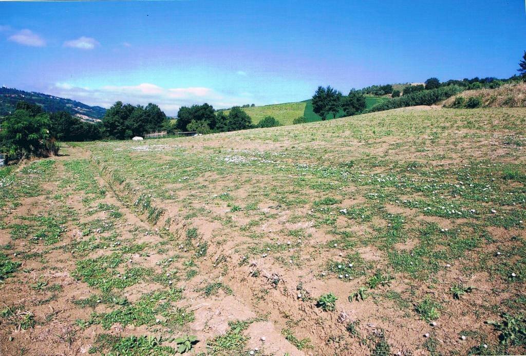 Agricultural land San Clemente - photo 3