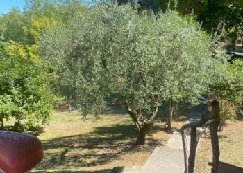 Rustic Pesaro - photo 14