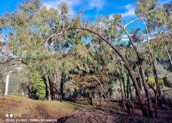 Terreno - Rustico Località Moglie, Perinaldo - foto 20