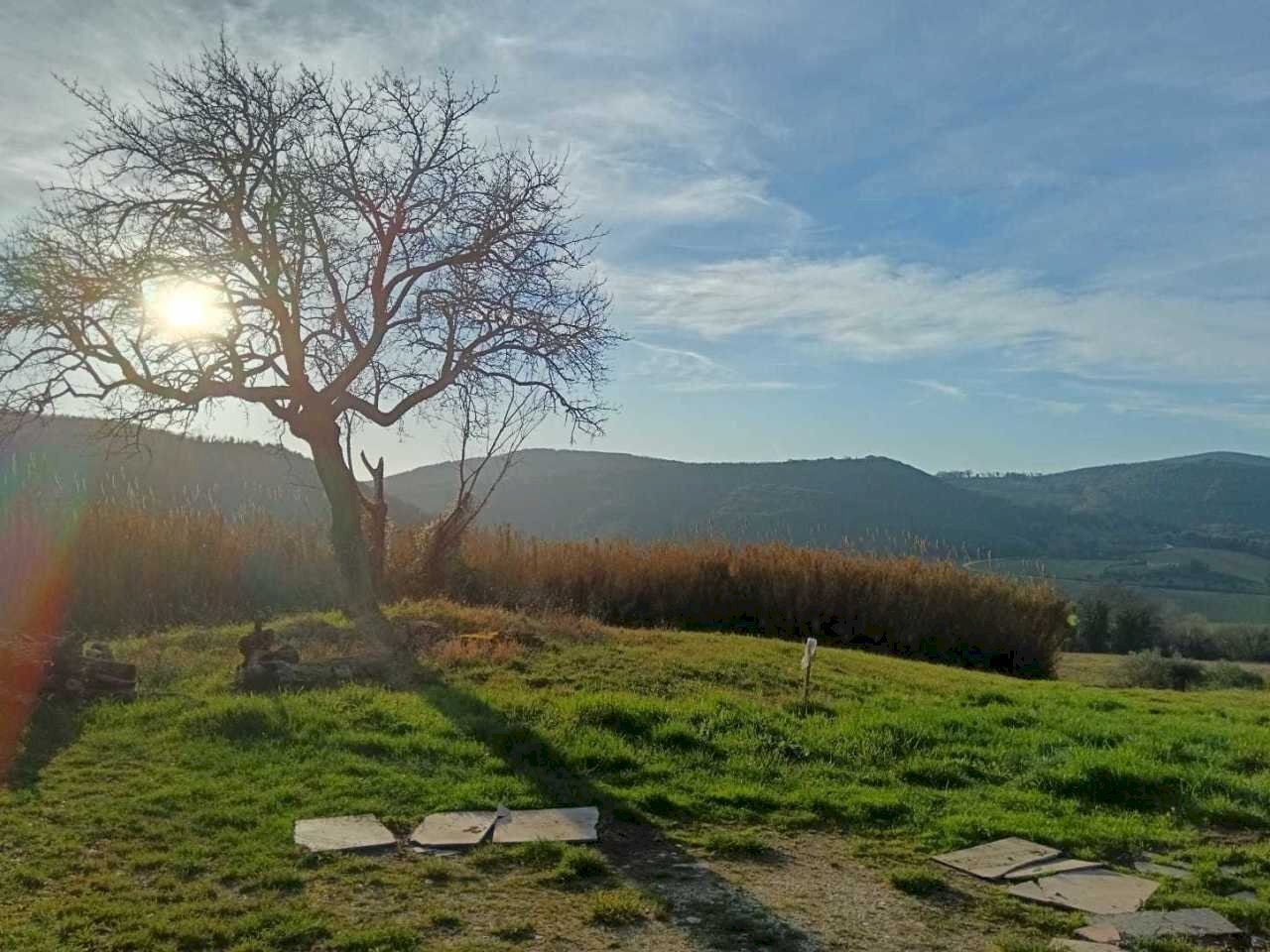 WhatsApp Image 2024-01-25 at 17.53.02 (1).jpeg - Terreno agricolo Amelia - foto 1