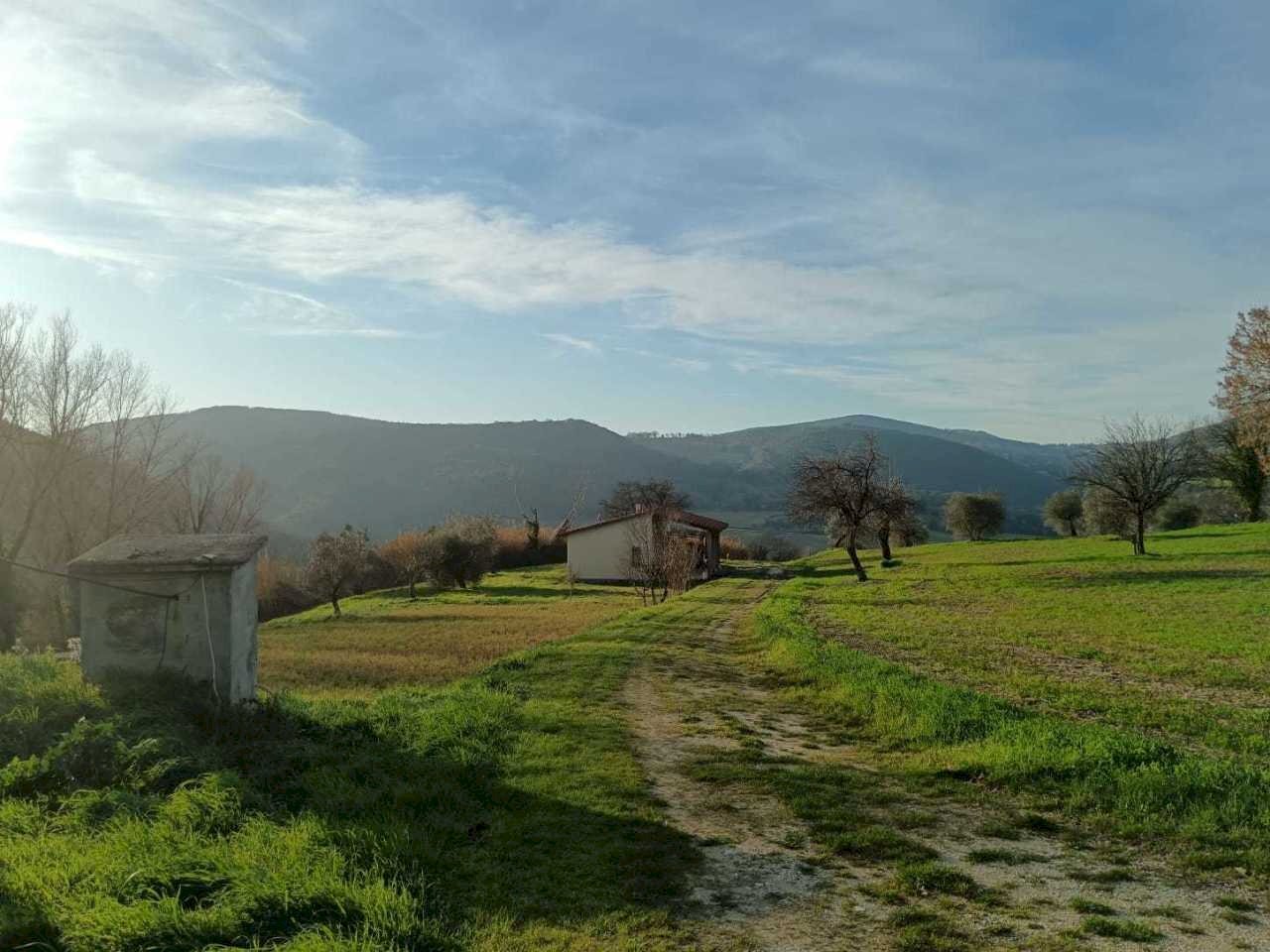 WhatsApp Image 2024-01-25 at 17.52.42.jpeg - Terreno agricolo Amelia - foto 3