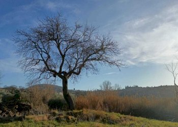 WhatsApp Image 2024-01-25 at 17.53.00 (1).jpeg - Agricultural land Amelia - photo 6